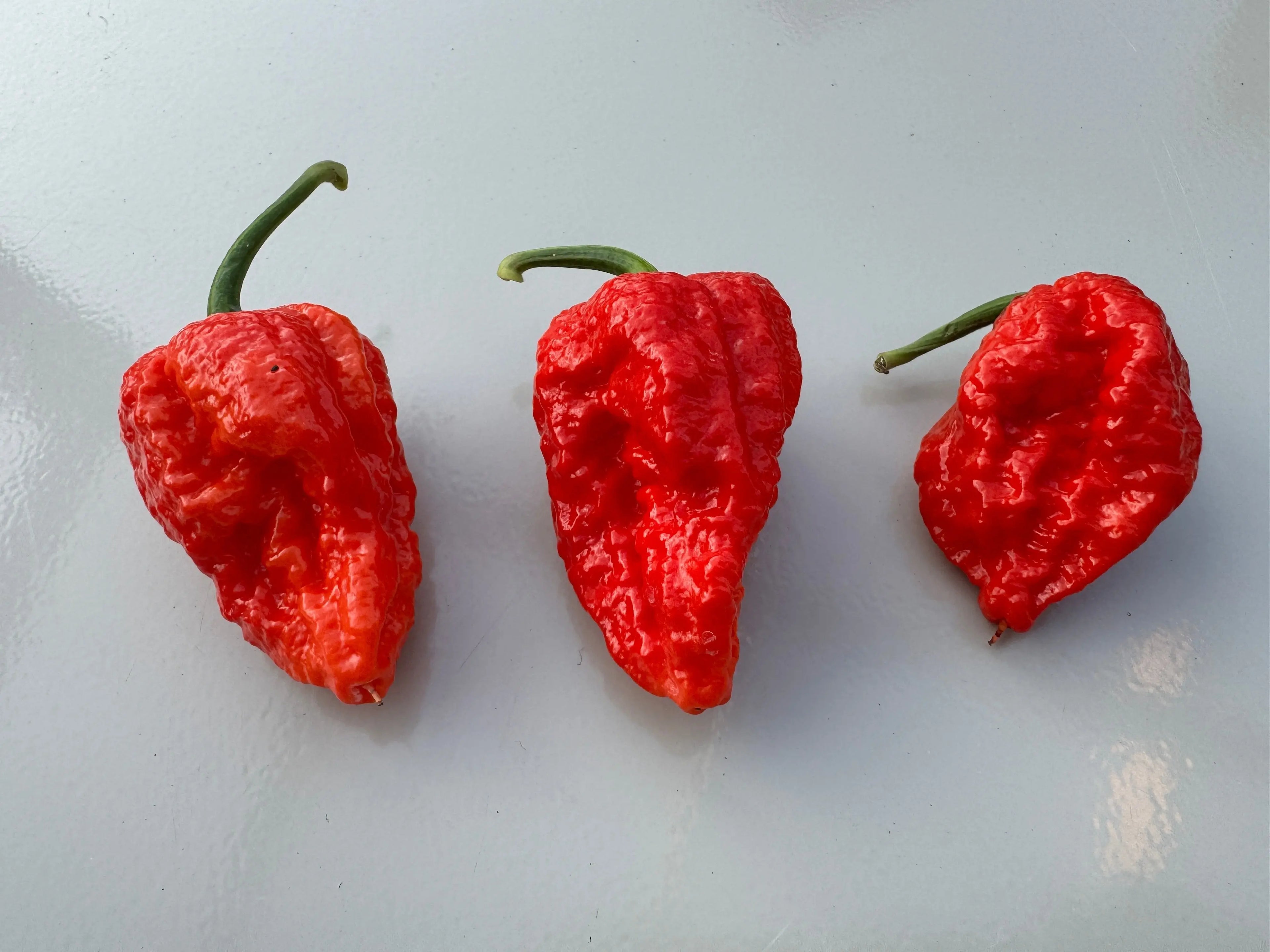 Bhutlah Red Chilli - Bishy Barnabees Cottage Garden Ltd