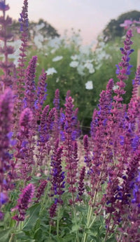 Salvia Violet Queen by Bishy Barnabees Cottage Garden Ltd showcases tall purple-violet blooms in front of lush green foliage and white flowers, adding color and attracting pollinators to your perennial garden.