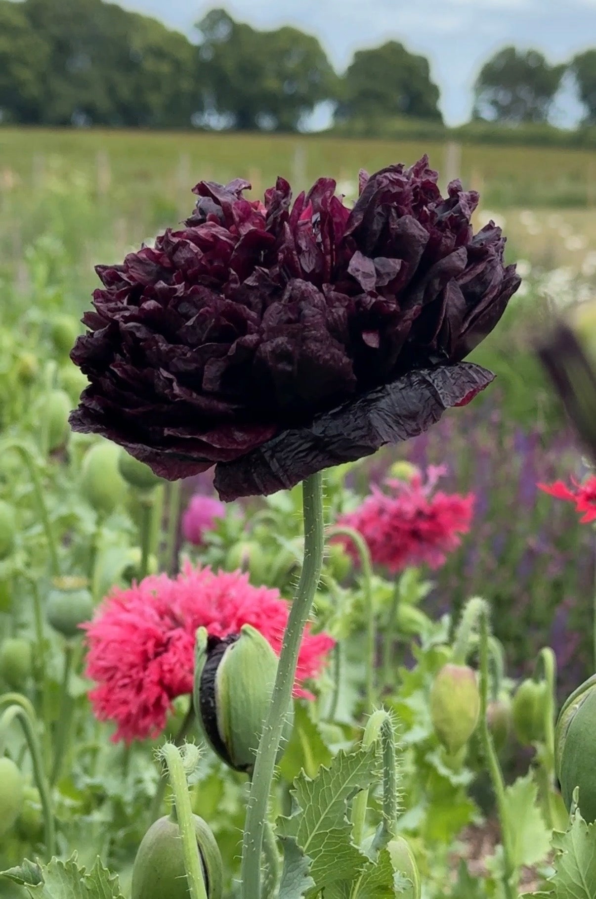 The Poppy Black Peony by Bishy Barnabees Cottage Garden features dark purple, ruffled petals standing tall among green buds and pink poppies—ideal for dried flower arrangements—with a blurred field and trees in the background.