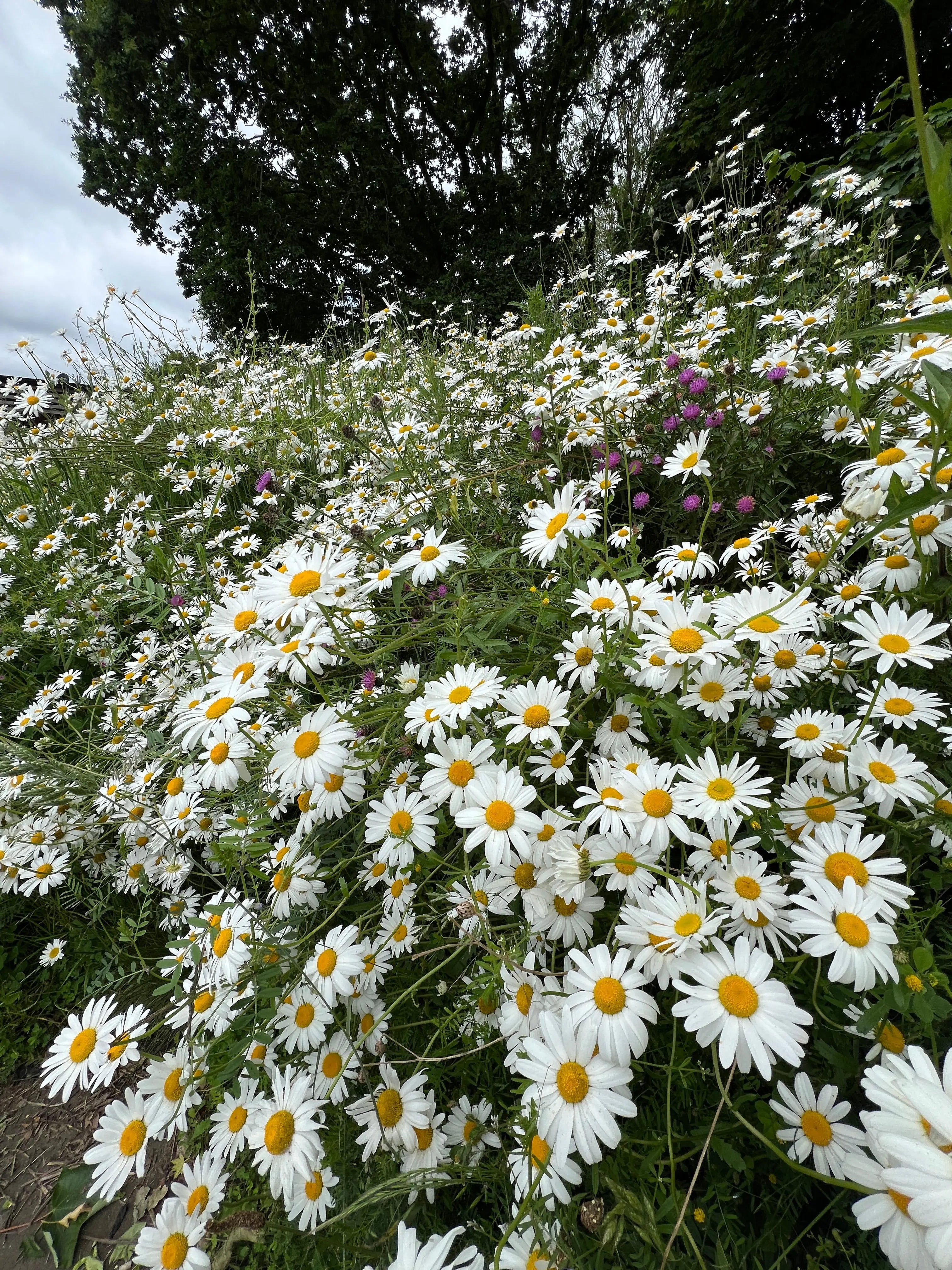 Oxeye Daisy - Bishy Barnabees Cottage Garden Ltd