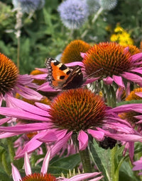 A butterfly perches on the vivid orange center of a Bishy Barnabees Cottage Garden Echinacea Purple Coneflower, surrounded by colorful blooms in a lively pollinator garden.