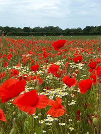 A vibrant field of Bishy Barnabees Cottage Garden Poppy Flanders Red flowers stretches into the distance under a cloudy sky, with white daisies and a tree line visible on the horizon.
