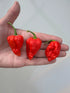 Bhutlah Red Chilli - Bishy Barnabees Cottage Garden Ltd