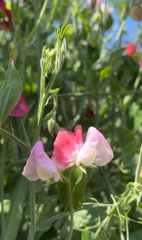 Close-up of Sweet Pea Parfume Promise by Bishy Barnabees Cottage Garden, featuring delicate pink blooms with soft petals, green leaves and stems, set against a blurred background—an ideal fragrant climber for any garden.