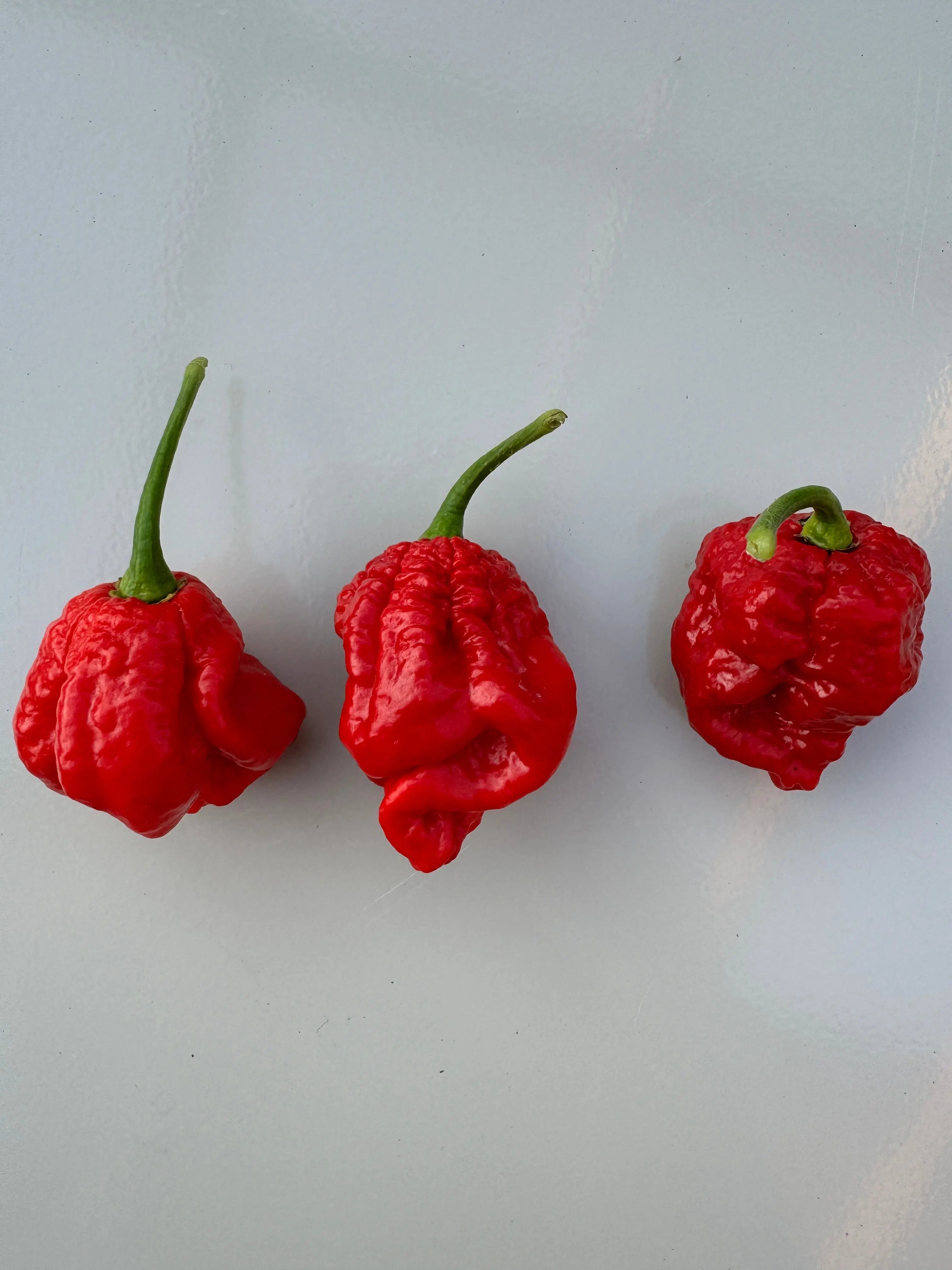 Armageddon Chilli - Bishy Barnabees Cottage Garden Ltd