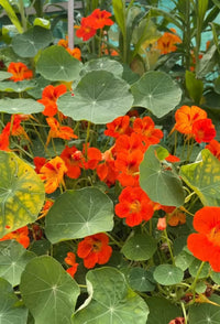 Nasturtium Tom Thumb seeds from Bishy Barnabees Cottage Garden grow vibrant orange blooms and veined, round green leaves. This dwarf edible doubles as a trap crop for pests, adding color and contrast to your garden beds.
