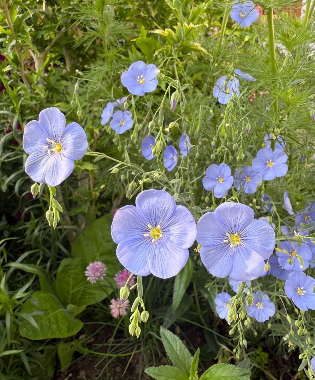 Linum Blue Flax by Bishy Barnabees Cottage Garden Ltd features light blue, five-petaled flowers with yellow centers and slender, arching stems that bloom among green foliage. This hardy perennial adds delicate beauty to any garden.