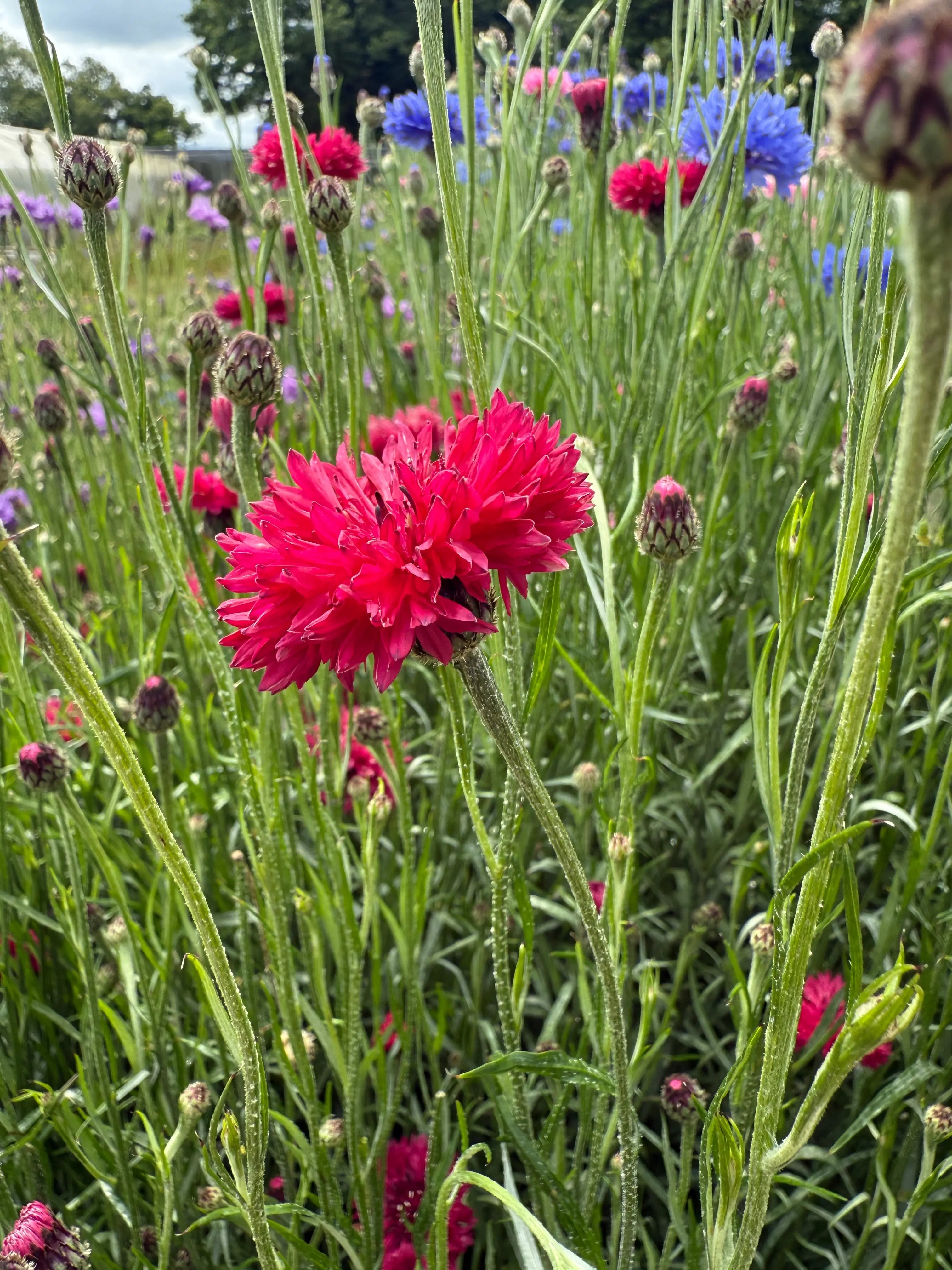 Cornflower Red Boy - Bishy Barnabees Cottage Garden Ltd