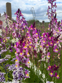 A vibrant field of Bishy Barnabees Cottage Garden Linaria Fairy Bouquet Mix, with baby snapdragons and clusters of purple, pink, yellow, and white blooms set against a cloudy sky and wire fence.