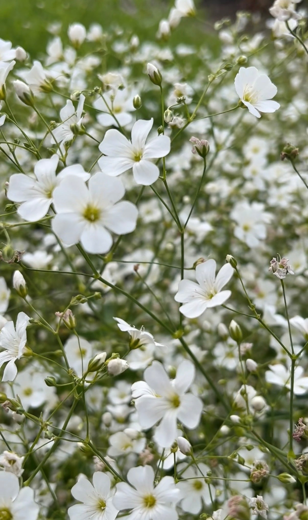 Gypsophila Covent Garden Seeds | Tall White Baby's Breath – Bishy