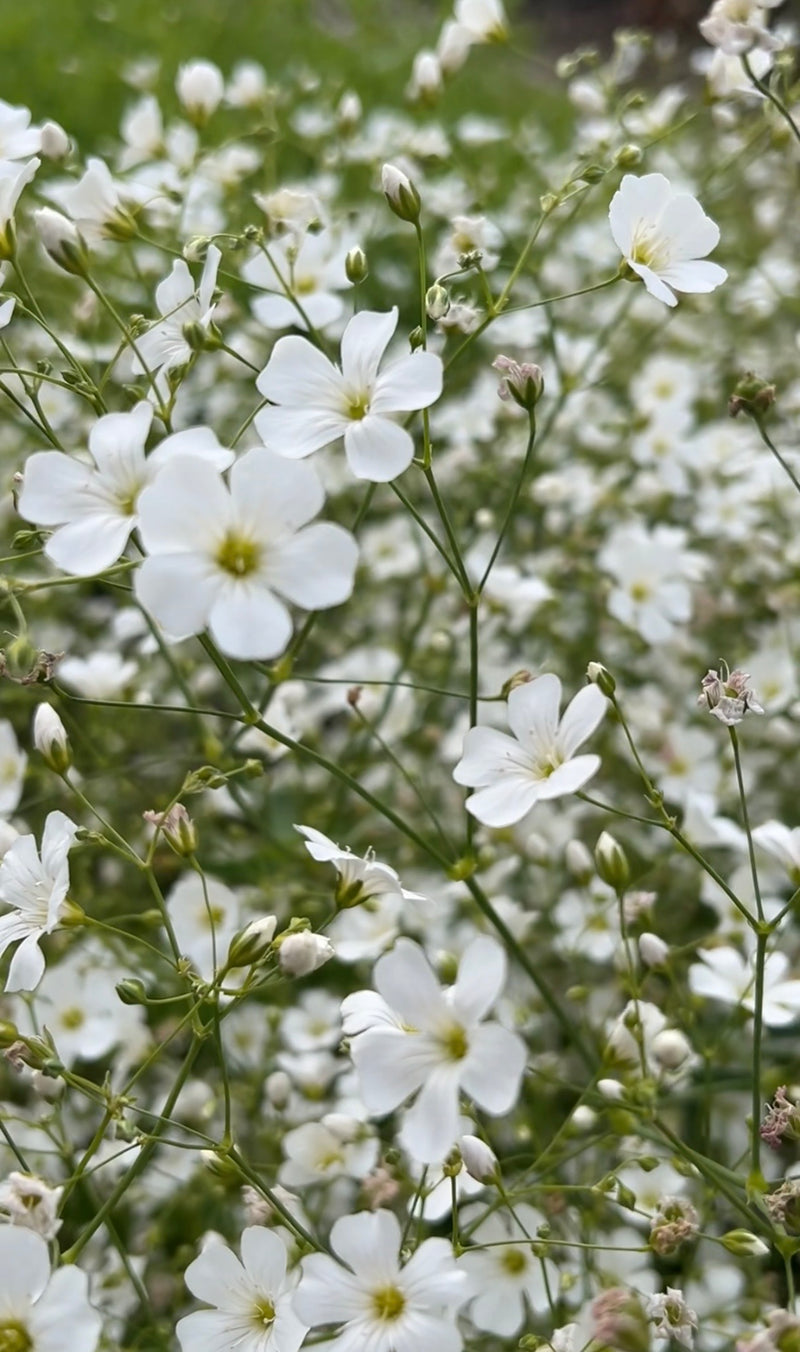 A close-up of Bishy Barnabees Cottage Garden's Gypsophila Covent Garden shows delicate white flowers with yellow centers, green stems, and buds, all set against a blurred green background.