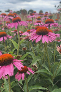 A vibrant field of Echinacea Purple Coneflower by Bishy Barnabees Cottage Garden blooms under a cloudy sky, its orange centers attracting pollinators as a bee lands on a foreground blossom.