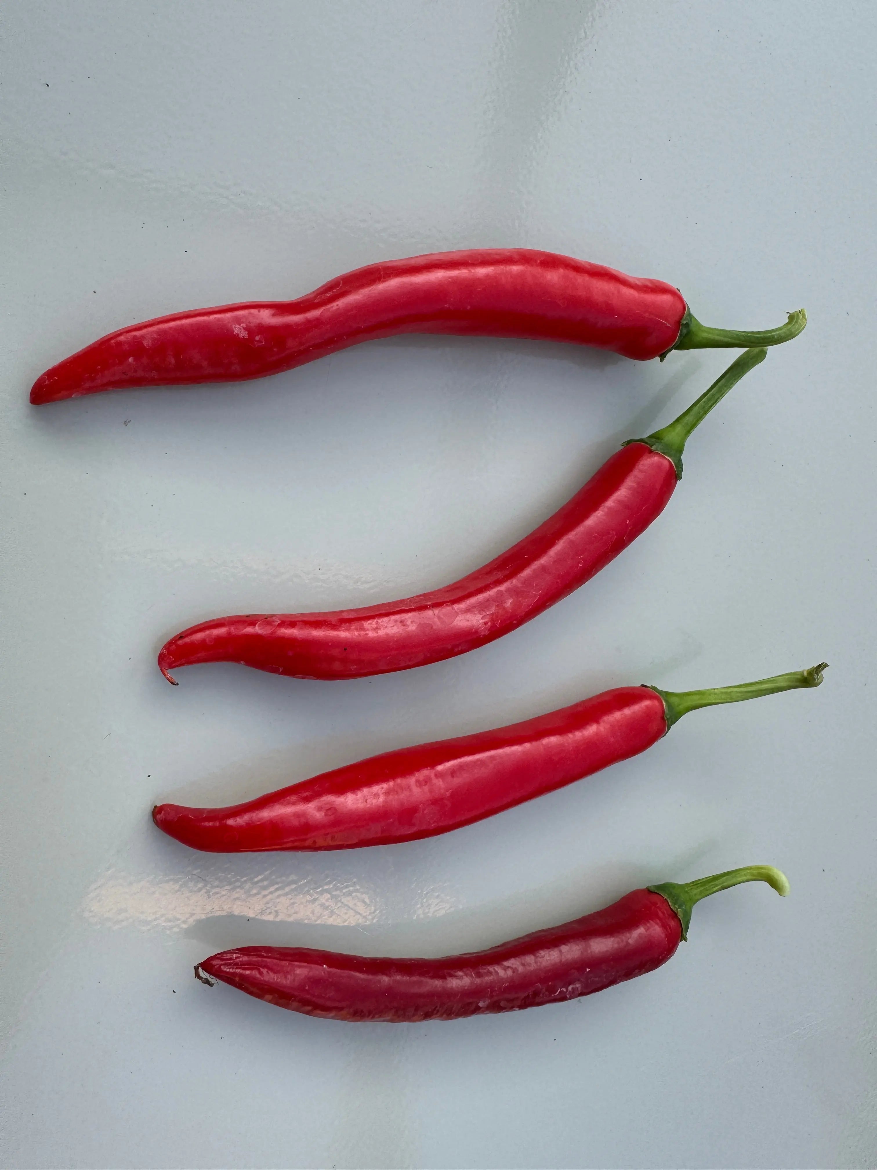 XL Cheyenne Mutant Chilli - Bishy Barnabees Cottage Garden Ltd