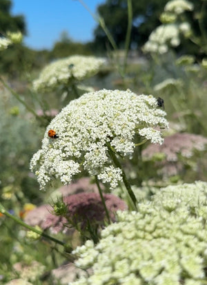 Daucus Carota (Wild Carrot)