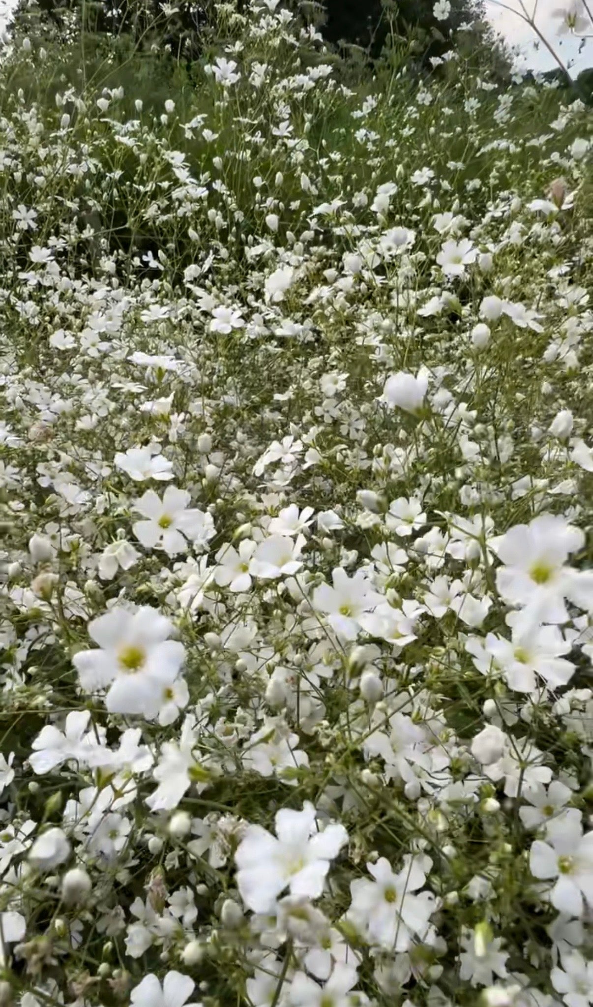 Gypsophila elegans Covent Garden