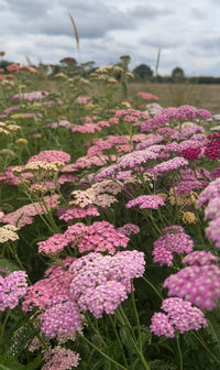 Achillea Pastel Mixed by Bishy Barnabees Cottage Garden Ltd features clusters of pink, purple, and cream yarrow flowers blooming in a field under a cloudy sky amid lush greenery and a distant landscape.