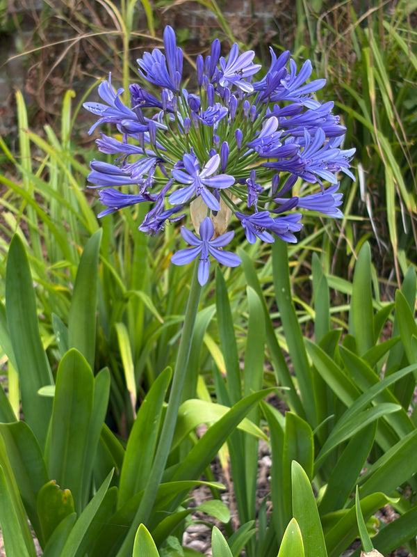 Agapanthus Big Blue