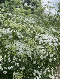 Ammi majus by Bishy Barnabees Cottage Garden Ltd features clusters of delicate, lacy, white wildflowers with green stems outdoors beneath a cloudy sky, their natural beauty enhanced by a soft background.