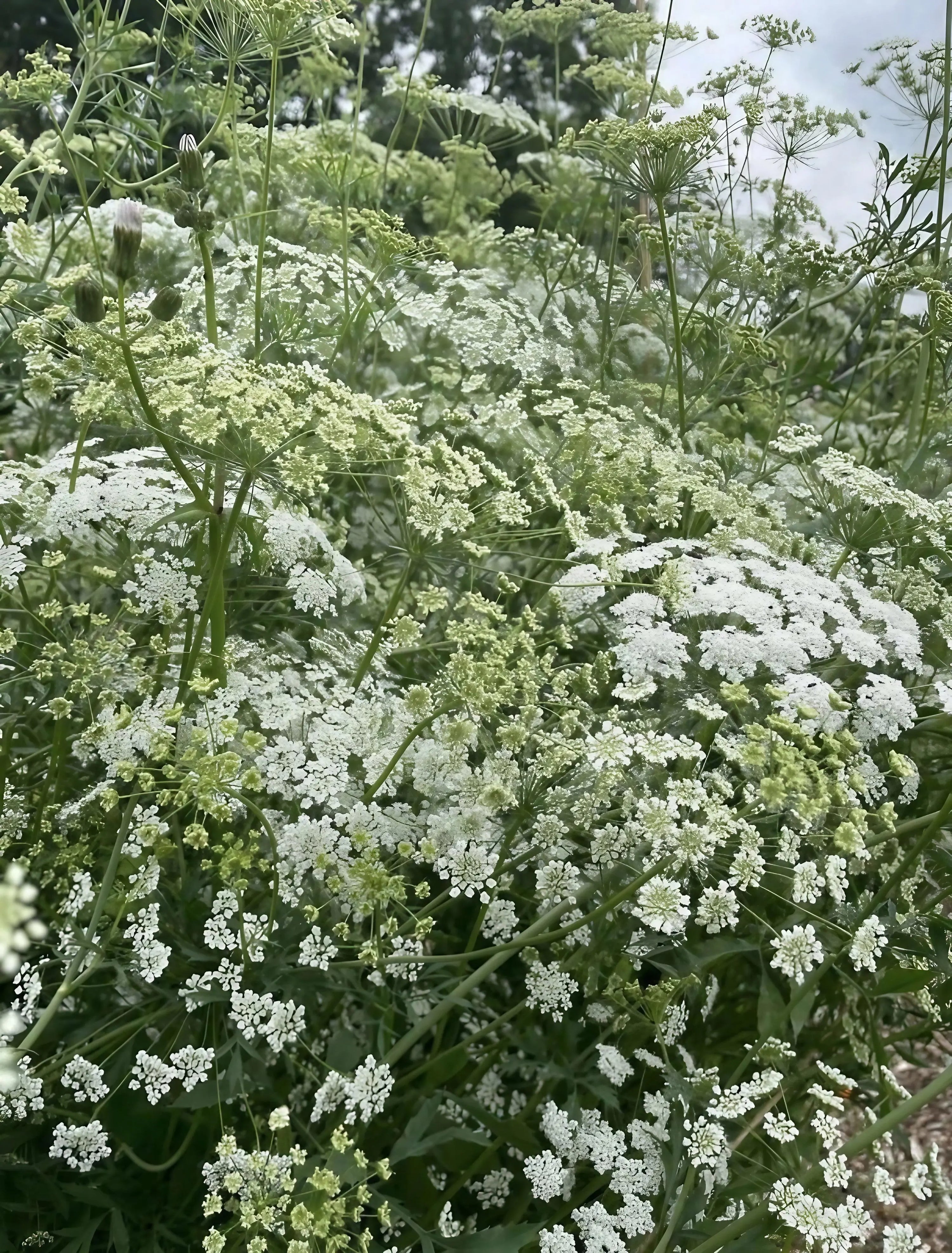 Ammi majus by Bishy Barnabees Cottage Garden Ltd features clusters of delicate, lacy, white wildflowers with green stems outdoors beneath a cloudy sky, their natural beauty enhanced by a soft background.