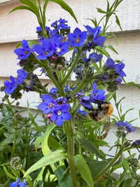 A bumblebee gathers nectar from Anchusa Blue Angel flowers by Bishy Barnabees Cottage Garden Ltd, their bright blue color and leafy green stems set against a white wooden wall with softly diffused light.