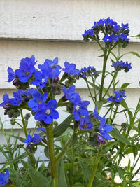 Anchusa Blue Angel by Bishy Barnabees Cottage Garden Ltd features bright blue five-petaled flowers on green stems and leaves, contrasting vividly against a white wooden wall for a striking natural display.