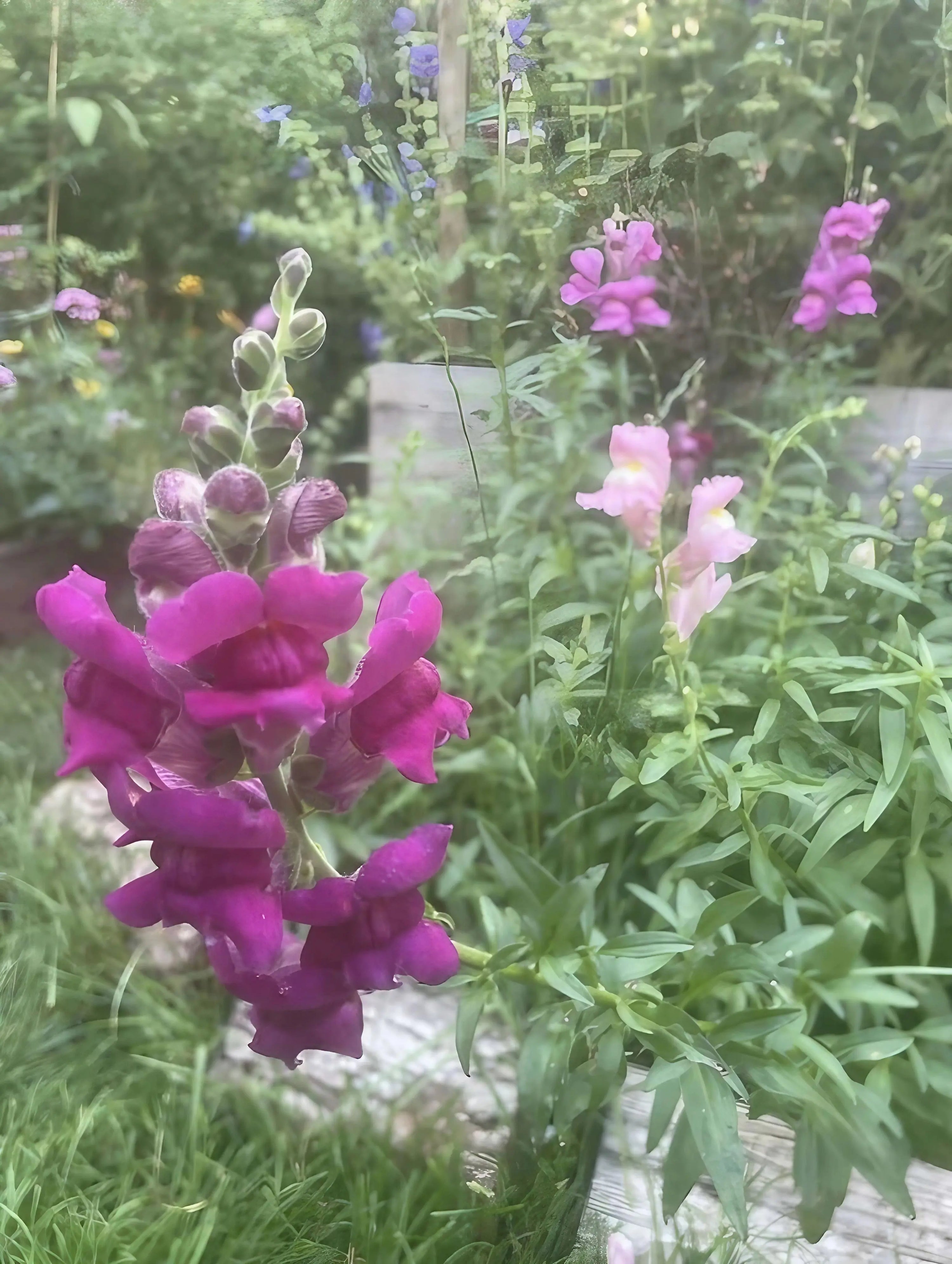 Antirrhinum Crown Mixed by Bishy Barnabees Cottage Garden Ltd features vibrant magenta and pale pink snapdragon blooms set among lush green leaves, captured with a soft, dreamy focus in the garden bed.
