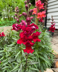 A close-up of vibrant Antirrhinum Crown Mixed by Bishy Barnabees Cottage Garden Ltd blooms in a garden, surrounded by lush green leaves and other snapdragon flowers, creating a lively scene along the house siding.
