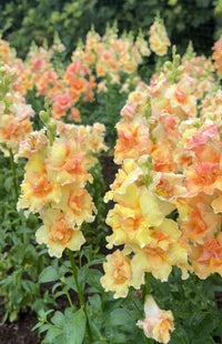 Clusters of Antirrhinum DoubleShot Peach by Bishy Barnabees Cottage Garden Ltd bloom in pale yellow and peach, set against lush green foliage with a soft, leafy background.