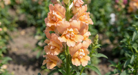 A close-up of Antirrhinum DoubleShot Peach by Bishy Barnabees Cottage Garden Ltd shows peach-hued double snapdragon blooms on green stems, set against softly blurred foliage like nature’s border-radius effect.