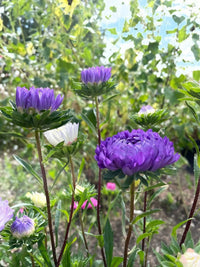 Aster Duchess Mixed flowers from Bishy Barnabees Cottage Garden Ltd bloom in the sun, their curved petals in purple and white hues framed by green leaves against a softly blurred natural background.