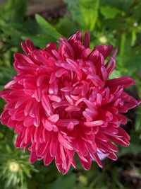 A close-up of a vibrant Aster Duchess Mixed flower by Bishy Barnabees Cottage Garden Ltd, its petals unfold gracefully in full bloom against softly blurred green foliage.