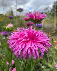 Close-up of Bishy Barnabees Cottage Garden Ltd's Aster Ostrich Plume in full bloom, its vibrant pink petals softly blurred against lush greenery—each petal's natural curves stand out under the cloudy sky.