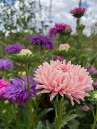 Close-up of Aster Peony Mix blooms by Bishy Barnabees Cottage Garden Ltd, featuring light pink flowers with spiky petals surrounded by purple and white asters, highlighted against a softly blurred garden background.