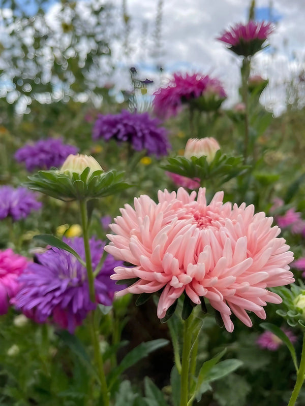 Close-up of Aster Peony Mix blooms by Bishy Barnabees Cottage Garden Ltd, featuring light pink flowers with spiky petals surrounded by purple and white asters, highlighted against a softly blurred garden background.