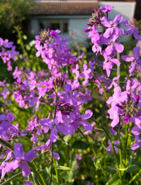 Close-up of vibrant Hesperis Mixed flowers from Bishy Barnabees Cottage Garden Ltd, with purple blooms in a sunlit garden, green foliage, and a blurred house with tiled roof and white siding softly framing the background.