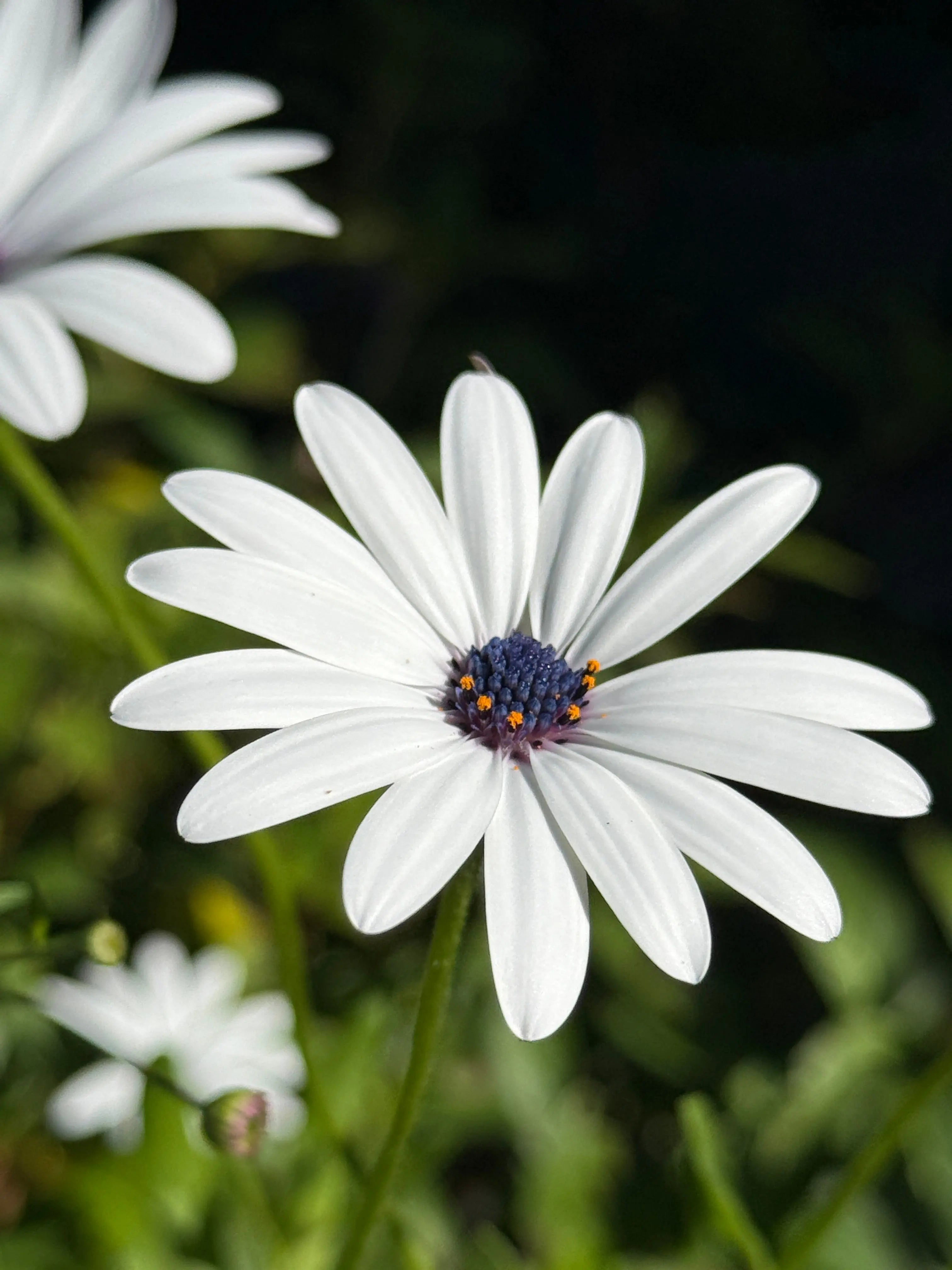 Osteospermum Sky and Ice - African Daisy Bishy Barnabees Cottage Garden