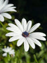 Osteospermum Sky and Ice - African Daisy Bishy Barnabees Cottage Garden