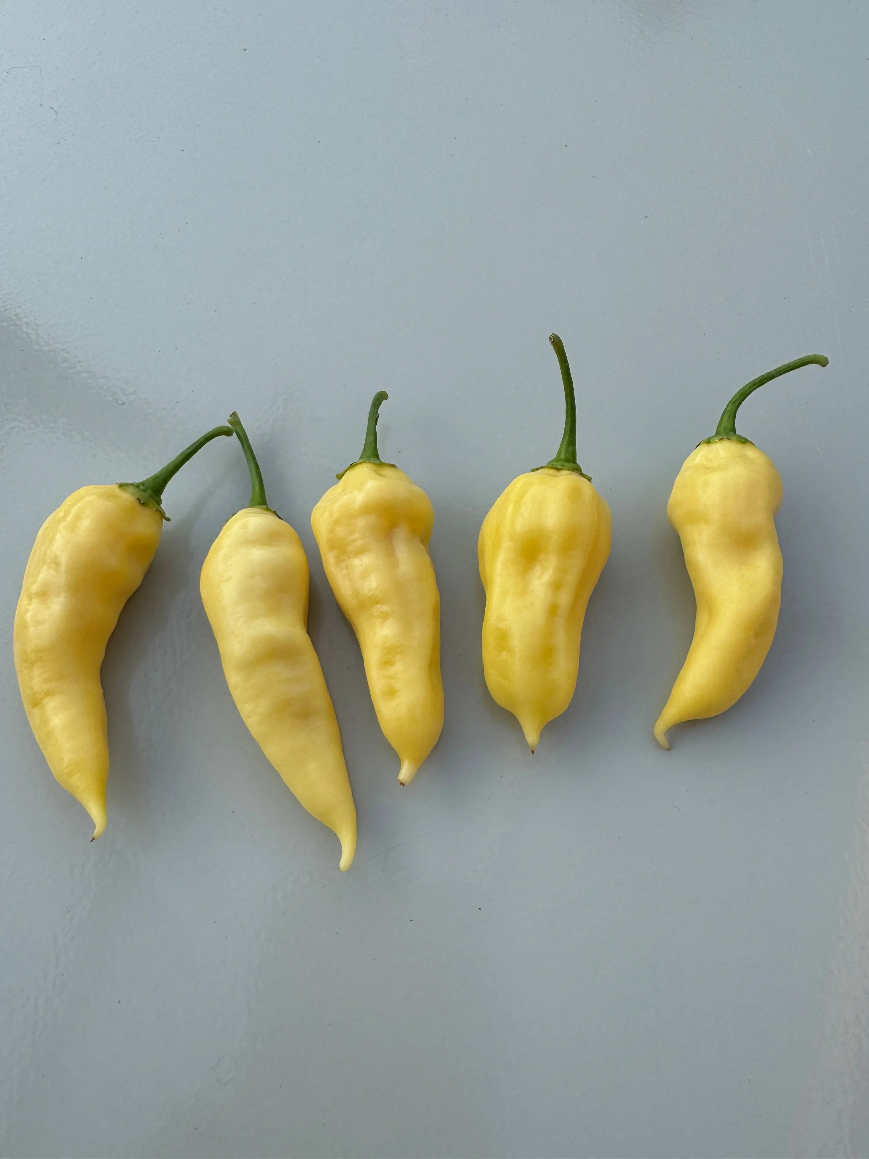 Bhut Jolokia White Heat Chilli - Bishy Barnabees Cottage Garden Ltd