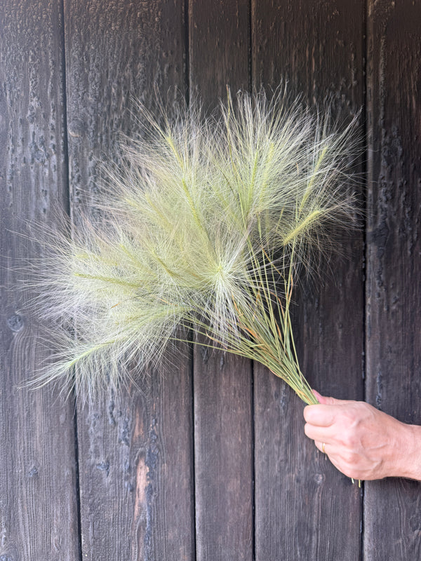 Hordeum Jubatum Dried | Foxtail Barley | Norfolk Grown
