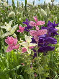 Clary Sage Crown Bouquet Mixed by Bishy Barnabees Cottage Garden Ltd features hardy annual flowers with pink, white, and purple bracts—ideal for dried arrangements and adding vibrant color to any garden or meadow.