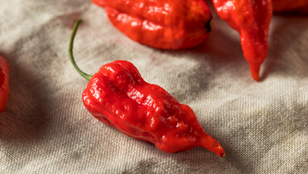 Bhut Jolokia Red
