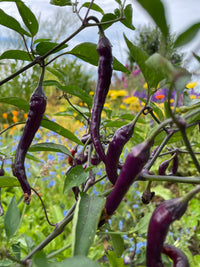 Buena Mulata Chilli