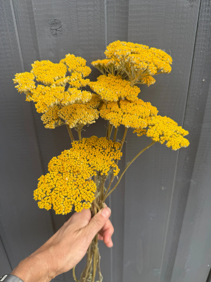 A hand holds a bouquet of Bishy Barnabees Cottage Garden Ltd Achillea Cloth of Gold Dried flowers against a gray wooden background.