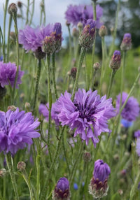 Close-up of vibrant Cornflower Mauve Boy blooms by Bishy Barnabees Cottage Garden Ltd, showing purple petals, green stems, and buds in a field with a soft blurred background.