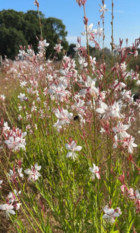 A close-up of Gaura 'The Bride' by Bishy Barnabees Cottage Garden shows perennial white blooms with pink centers on green stems, beautifully captured in a sunny field with softly blurred trees and a clear blue sky.