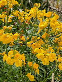 Clusters of bright yellow flowers and green foliage grow densely in the garden from Bishy Barnabees Cottage Garden Wallflower Cloth of Gold seeds, with some buds yet to bloom and a few twigs visible among the leaves.