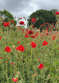 Create a classic cottage garden with Geum Mrs Bradshaw seeds from Bishy Barnabees Cottage Garden Ltd—vivid scarlet-red blooms with green foliage add vibrant color against trees and clouds, evoking timeless charm.