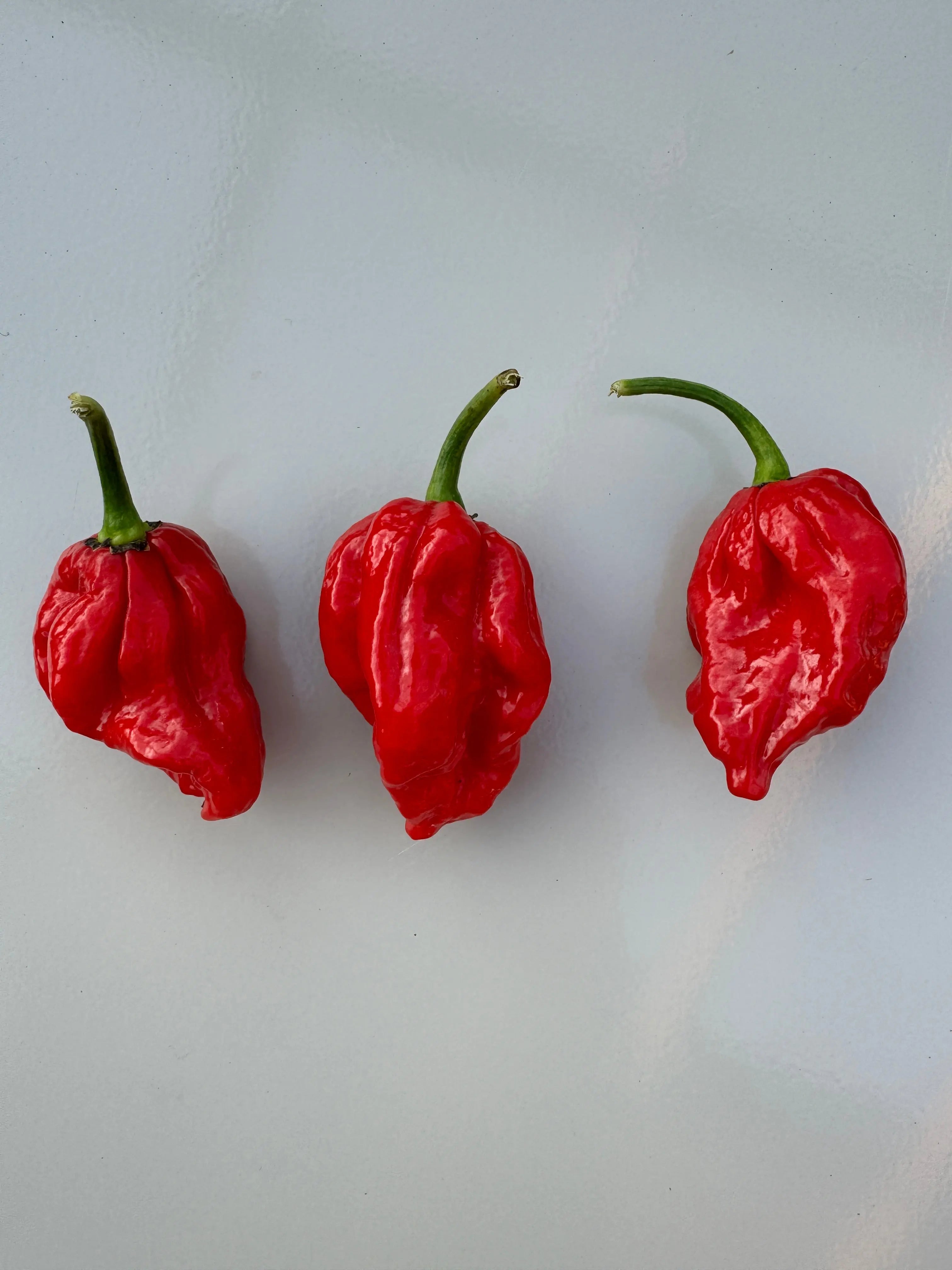 Trinidad Scorpion &