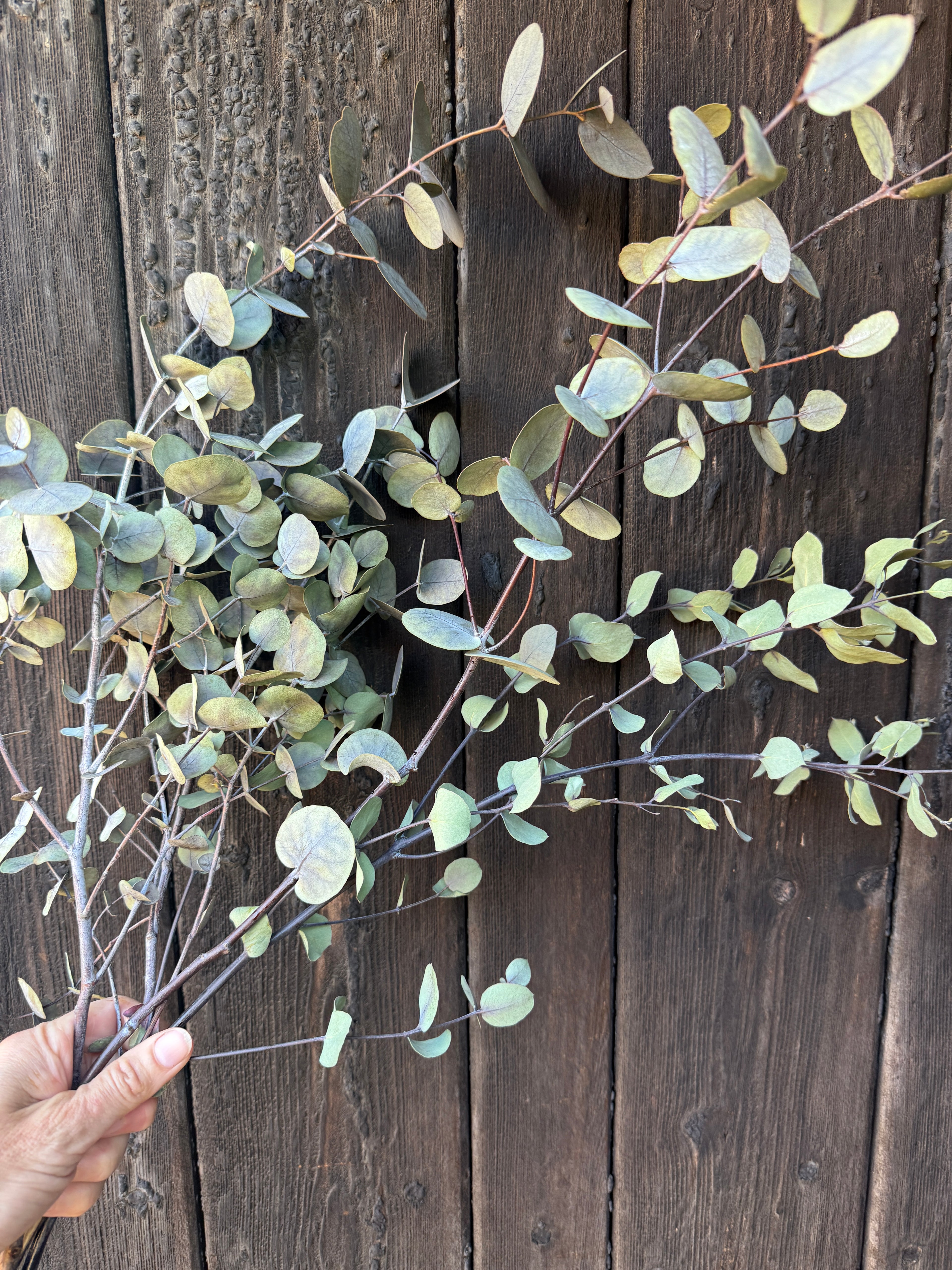 Eucalyptus Dried