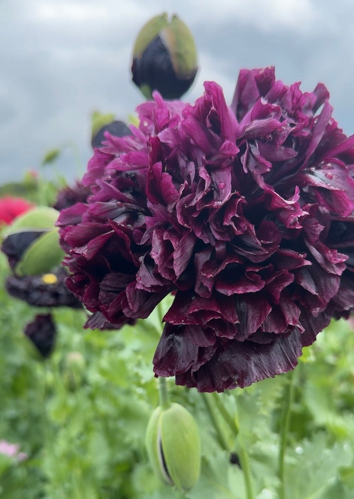 A close-up of Bishy Barnabees Cottage Garden’s Poppy Black Peony shows its deep purple blooms with green buds and soft greenery in the background—ideal for dried flower arrangements.